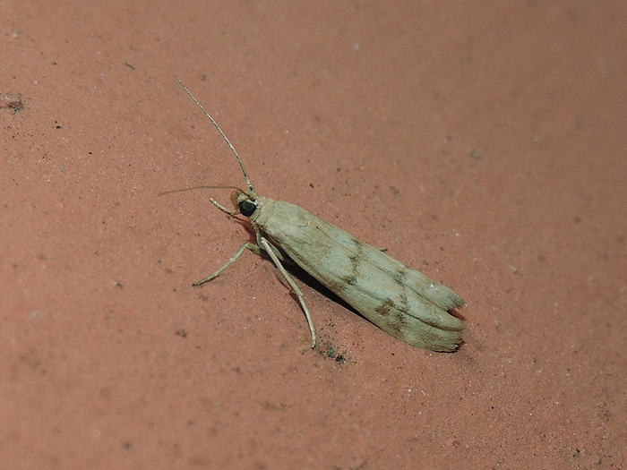 Homoeosoma sinuella Pyralidae